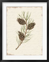 Framed Pine Cone Botanical I
