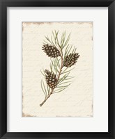 Pine Cone Botanical I Framed Print