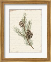 Framed Pine Cone Botanical II