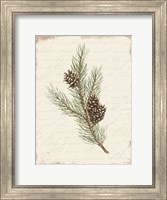 Framed Pine Cone Botanical II