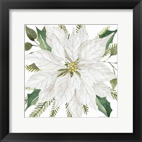 White Poinsettia Framed Print