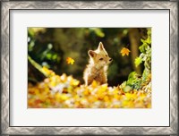 Framed Falling Leaves Fox