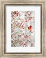 Framed Red Cardinal in the Red Berries