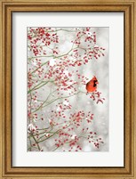 Framed Red Cardinal in the Red Berries
