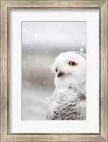 Framed Snowy Owl in the Snow