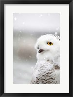 Framed Snowy Owl in the Snow