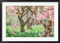 Framed Springtime Fairytale Cherry Tree