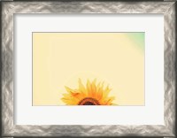 Framed Sunflower Sunrise