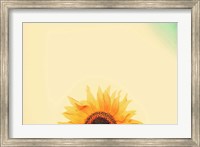 Framed Sunflower Sunrise