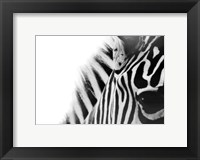 Framed Zebra Eye