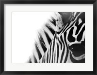 Framed Zebra Eye