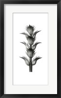 Blossfeldt Botanical No. 1 Framed Print