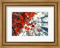 Framed Red Autumn Leaves