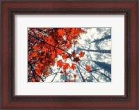 Framed Red Autumn Leaves