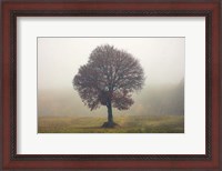 Framed Tree In The Mist