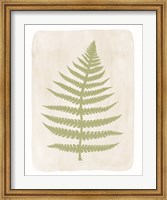 Framed Fern 4