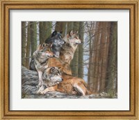 Framed Four Wolves