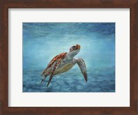 Framed Sea Turtle