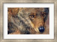 Framed Wolf Portrait