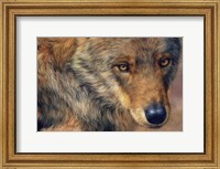 Framed Wolf Portrait