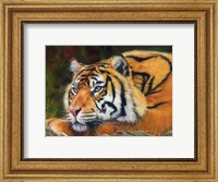 Framed Sumatran Tiger Resting