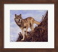 Framed Wolf Tree Root