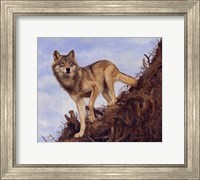 Framed Wolf Tree Root