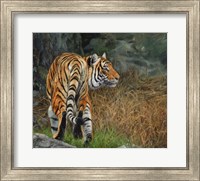 Framed Indo Chinese Tiger