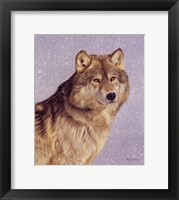 Framed Wolfportraitsnow.Jpg