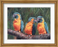 Framed 3 Macaws
