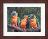 Framed 3 Macaws