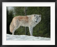 Framed Grey Wolf In Snow