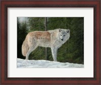 Framed Grey Wolf In Snow