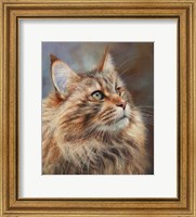 Framed Maincoon Cat