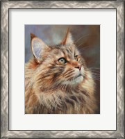 Framed Maincoon Cat