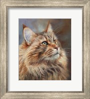 Framed Maincoon Cat