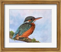 Framed Kingfisher 2