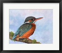 Framed Kingfisher 2