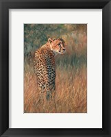 Framed Cheetah In Field