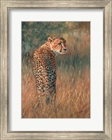 Framed Cheetah In Field