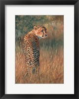 Framed Cheetah In Field