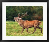 Framed Red Deer Stag Running