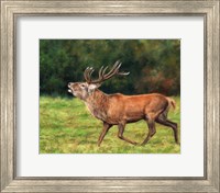 Framed Red Deer Stag Running
