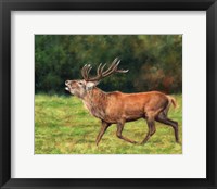 Framed Red Deer Stag Running