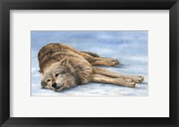 Framed Wolf Laying In Snow