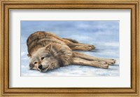 Framed Wolf Laying In Snow
