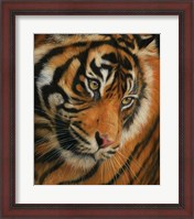 Framed Tiger Portrait 3