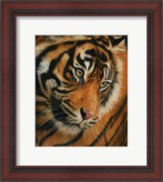 Framed Tiger Portrait 3