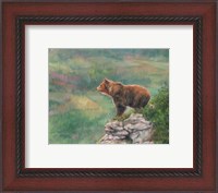 Framed European Brown Bear
