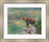 Framed European Brown Bear